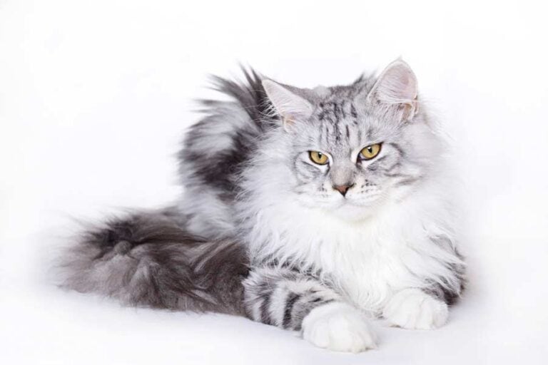 Schöne Maine-Coon-Katze (depositphotos.com)