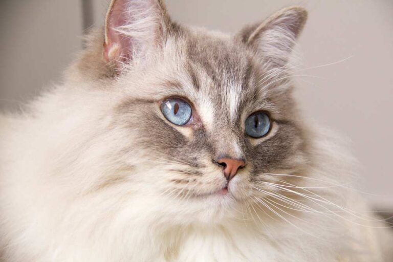 Ragdool-Katze (depositphotos.com)