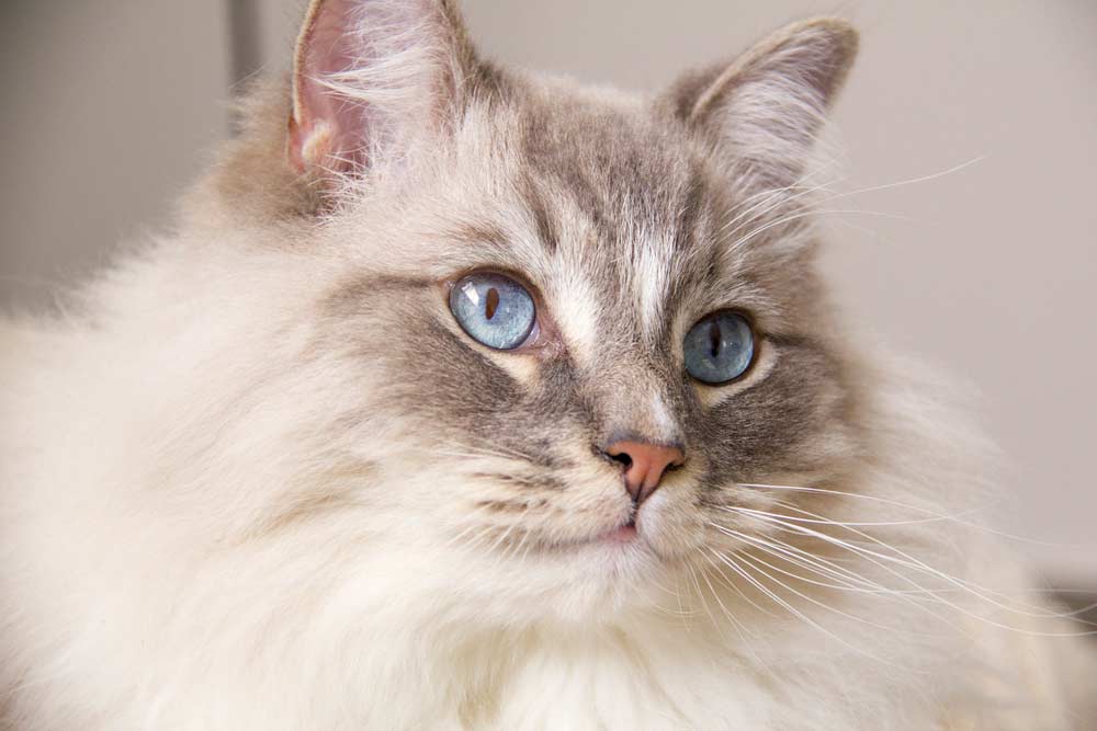 Ragdool-Katze (depositphotos.com)