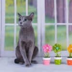 Russisch Blau Katze in der Wohnung (depositphotos.com)