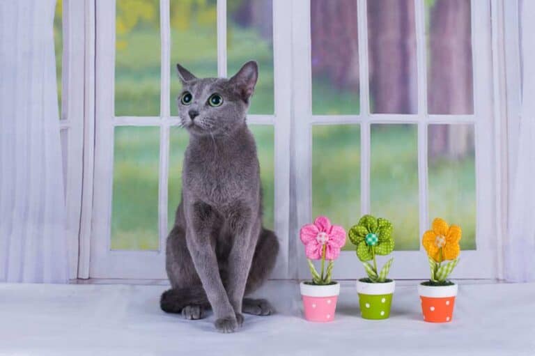 Russisch Blau Katze in der Wohnung (depositphotos.com)