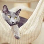 Russisch Blau Katze in Hängematte (depositphotos.com)