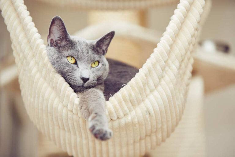 Russisch Blau Katze in Hängematte (depositphotos.com)