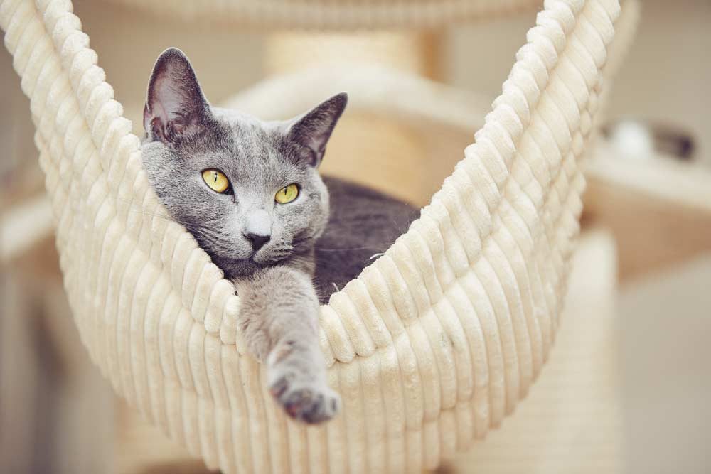 Russisch Blau Katze in Hängematte (depositphotos.com)