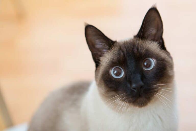 Siamkatze (depositphotos.com)