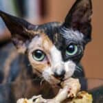Spinx Katze frisst Huhn (depositphotos.com)