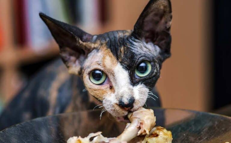 Spinx Katze frisst Huhn (depositphotos.com)