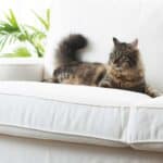 Wohnungskatze auf Couch (depositphotos.com)