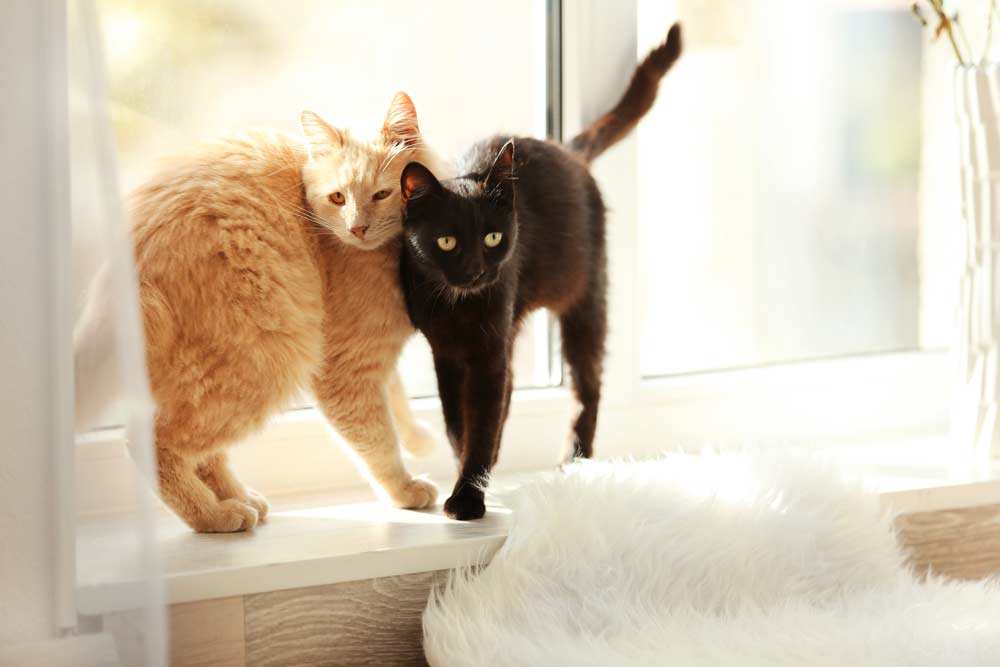Zwei Katzen in der Wohnung gehalten (depositphotos.com)