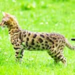 Bengal Katze im Freien (depositphotos.com)