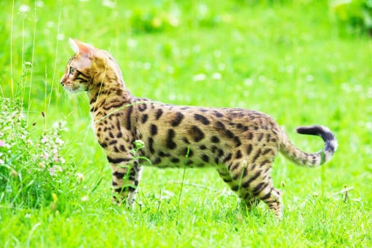 Bengal Katze im Freien (depositphotos.com)