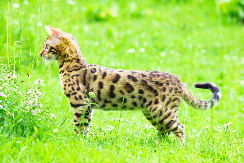 Bengal Katze im Freien (depositphotos.com)