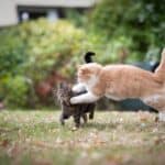 Katzenkampf (depositphotos.com)