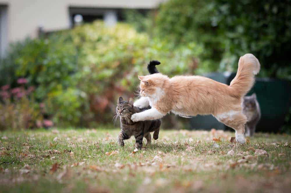 Katzenkampf (depositphotos.com)