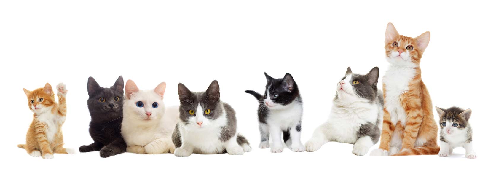 Willkommen im Katzenparadiese