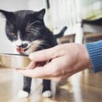 Katze bekommt was Leckeres - Katzensoße (depositphotos.com)