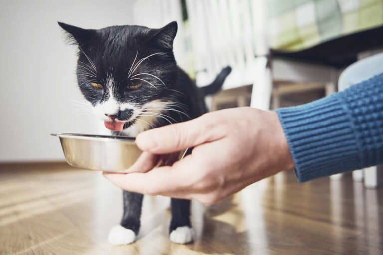 Katze bekommt was Leckeres - Katzensoße (depositphotos.com)