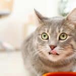Katze frisst ihr leckeres Essen mit Soße (depositphotos.com)