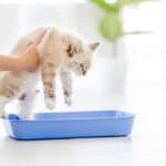 Katze stubenrein bekommen (depositphotos.com)