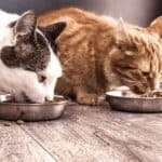 Katzen mit Katzenfutter (depositphotos.com)
