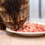 Katzenfutter aus Hackfleisch (depositphotos.com)