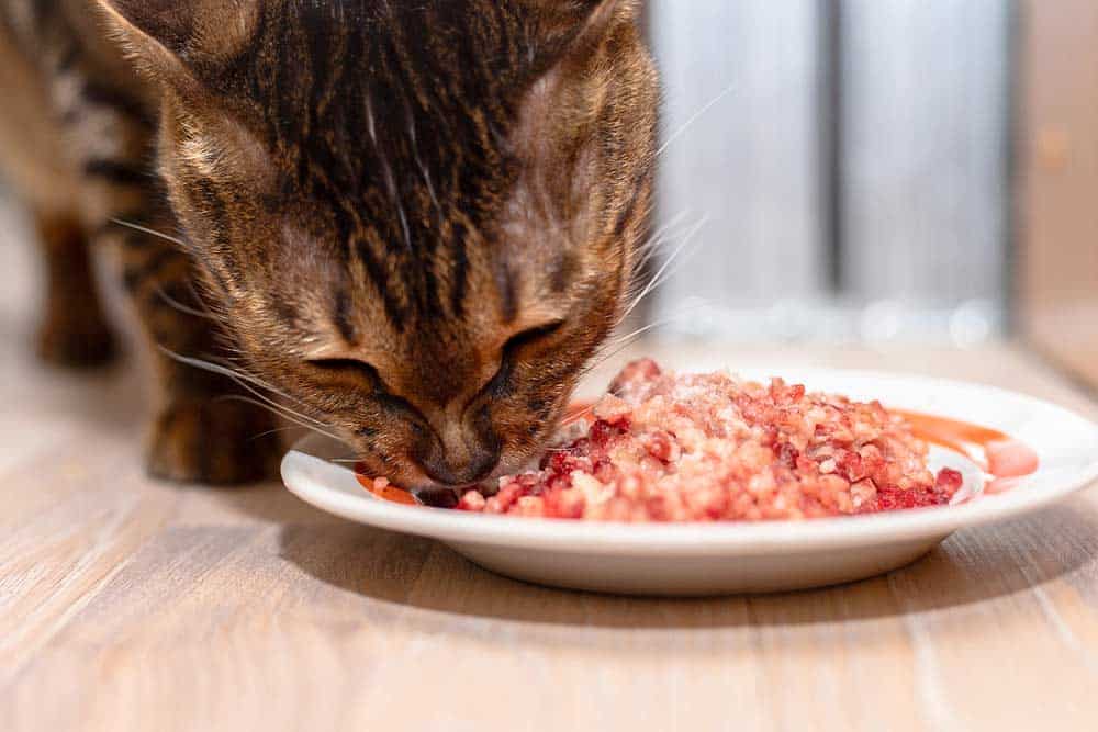 Katzenfutter aus Hackfleisch (depositphotos.com)