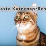 Die besten Katzensprüche (depositphotos.com)