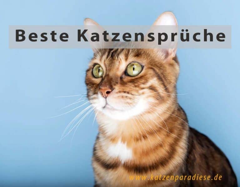 Die besten Katzensprüche (depositphotos.com)