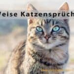 Weise Katzensprüche (depositphotos.com)