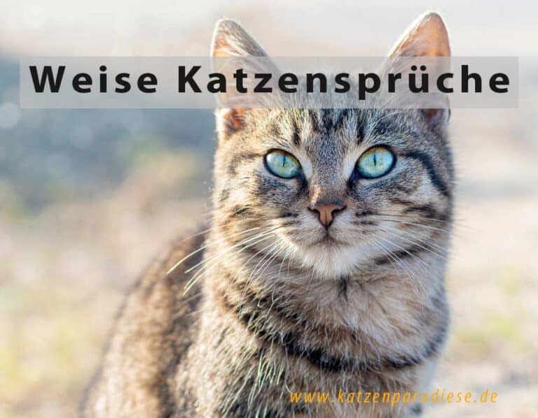 Weise Katzensprüche (depositphotos.com)